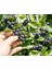 Tüplü Aronia Viking Salkım Rus Yaban Mersini 1