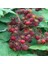 Tüplü Iki Meyve Bir Meyvede Wineberry Ahududu Fidanı 1