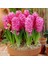 Kokulu Pembe Pink Pearl Sümbül Soğanı(3 Adet) 1