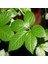Gynostemma Pentephyllum Jiaogulan Ginseng Fidesi (3 Adet) 1