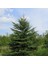 Anamur Naturel Beyaz Ladin Tohumu White Spruce (10 Tohum) 1