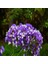 Limonium Sinuatum Blue River Deniz Lavantası Tohumu (30 Tohum) 1