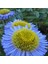 Blue Erigeron Çiçeği Tohumu(50 Tohum) 1