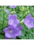 Light Blue Campanula Çan Çiçeği Tohumu (100 Tohum) 1