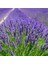 Lavandula Angustifolia Lavanta Çiçeği TOHUMU(25000 Tohum) 1