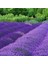 Anamur Naturel Lavandula Angustifolia Lavanta Çiçeği Tohumu(10 Gram) 1