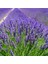 Lavandula Angustifolia Lavanta Çiçeği TOHUMU(100 Adet) 1