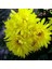 Dona Dayanıklı Pompon Sarı Aster Çiçeği Tohumu (50 Tohum) 1
