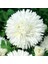 Bellis Perennis Beyaz Ponpon Ingiliz Çayır Papatyası Çiçeği TOHUMU(100 Tohum) 1