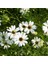 White Splendour Brachycome Çiçeği Tohumu (200 Tohum) 1