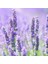 Anamur Naturel Lavandula Angustifolia Lavanta Çiçeği TOHUMU(100 Adet) 1