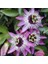 Passiflora Edulis Maruçya Tohumu (50 Adet) 1