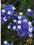 Limonium Sinuatum Deep Mavi Deniz Lavantası Tohumu(30 Tohum) 1