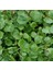 Su Teresi Water Cress Tohumu (40 Tohum) 1