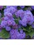 Mavi Renkli Ageratum(Vapur Dumanı) Çiçeği Tohumu (1000 Tohum) 1