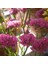 Limonium Sinuatum Deep Rose Deniz Lavantası Tohumu (30 Tohum) 1