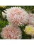 Pompon White Marble Crimson Aster Çiçeği Tohumu (50 Tohum) 1