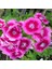 Çin Pembesi Dianthus Çiçeği Tohumu(50 Tohum) 1