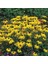 Nadir Golden Elegance Rudbekya Çiçeği Tohumu(50 Tohum) 1
