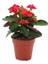 1 Adet Kırmızı Dikenler Tacı Fidanı Ithal Euphorbia Mi̇lli̇ 1