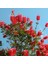 1 Adet Fırça Çalısı ( Callistemon Laevis ) Fidanı Tüplü 1