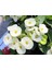 1 Adet Beyaz Dikenler Tacı Fidanı Ithal Euphorbia Mi̇lli̇ 1