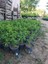 Tüplü Melisa ( 12 cm Lik Tüplerde ) Parfüm Çiçeği, Akşam Sefası,cestrum Nocturnum - Kolonya Çiçeği 3