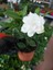 Saksılı Yoğun Kokulu Gardenya Fidanı( 10 Luk Saksıda) -Gardenia Jasminoides 2
