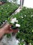 Saksılı Yoğun Kokulu Gardenya Fidanı( 10 Luk Saksıda) -Gardenia Jasminoides 3
