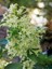 Saksılı Melisa ( 16 cm Lik Saksıda- Boyu 80 Cm) Parfüm Çiçeği, Akşam Sefası,cestrum Nocturnum - Kolonya Çiçeği 1