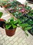 Saksılı Mum Çiçeği Fidanı ( 14 Cm'lik Saksıda) Hoya Carnosa Tri Colour 3 Renkli 3