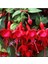 Saksılı Kırmızı Küpeli Çiçeği ( 12 Cm'lik Saksıda ) 2