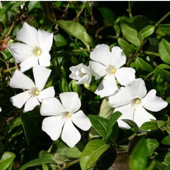 Anamur Naturel Saksılık Wallerine Beyaz Bodur Cam Güzeli Çiçeği Tohumu(20 Tohum)