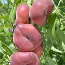 Anamur Naturel Tüplü Aşılı Tam Bodur Yassı Paraguay Şeftali Fidanı