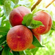 Anamur Naturel Tüplü Aşılı Yarıbodur Erkenci Francoise Şeftali Fidanı