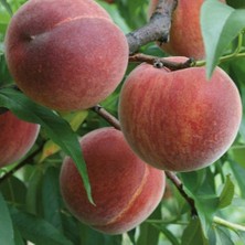 Anamur Naturel Tüplü Aşılı Yarıbodur Erkenci Transvalia Şeftali Fidanı