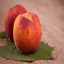 Anamur Naturel Tüplü Aşılı Yarıbodur Kırmızı Shot Şeftali Fidanı