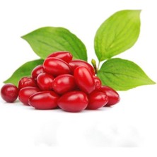 Anamur Naturel Tüplü Marmelatlık Anadolu Kızılcık Fidanı