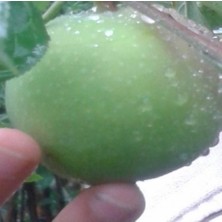 Anamur Naturel Tüplü Karadeniz Çok Nadir Pamuk Elması Fidanı