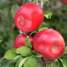 Anamur Naturel Tüplü Aroması Mükemmel Fuji Zhen Aztec Elma Fidanı