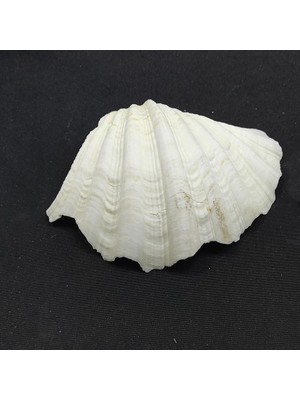 Hobizubi Beyaz Midye Kabuğu