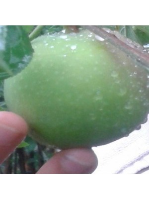 Anamur Naturel Tüplü Karadeniz Çok Nadir Pamuk Elması Fidanı