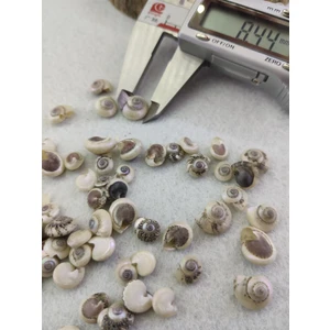 Salyangoz Kabuğu 8.4 mm  ( 25 gr )