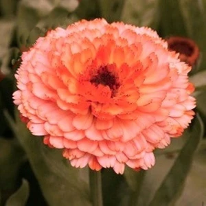 Anamur Naturel Katmerli Pembe Suprise Aynısafa Çiçeği(50 Tohum)