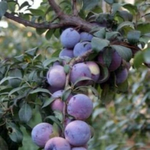 Anamur Naturel Tüplü Aşılı Tam Bodur Iri Meyveli Angeleno Erik Fidanı