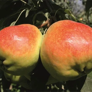 Anamur Naturel Tüplü Aşılı Tam Bodur Çok Iri Meyveli Deveci Armut Fidanı