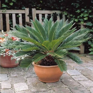 Sikas Palmiyesi Cycas Revoluta Japon