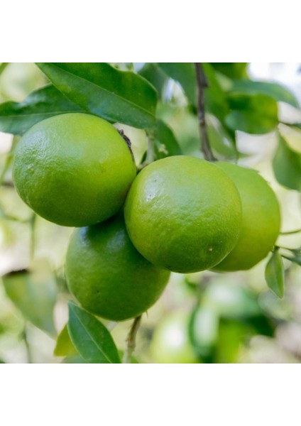 Anamur Naturel Tüplü Aşılı Bol Sulu Lime Quat Çekirdeksiz Limon Fidanı