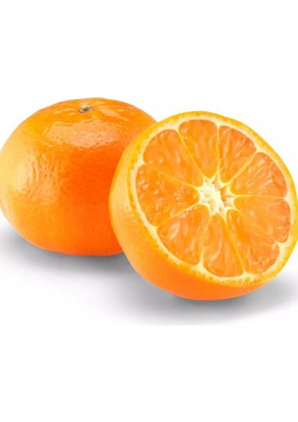 Tüplü Aşılı Erkenci Çeşit Early N Mandalina Fidanı