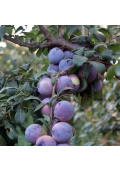 Anamur Naturel Tüplü Aşılı Tam Bodur Iri Meyveli Angeleno Erik Fidanı